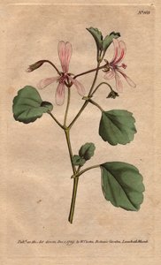 Geranium má list šťovíku s růžovými žilkovanými květy, původem z Jižní Afriky. Jeřáb šťovíkový s růžovými žilkovanými květy. Pochází z Kapska v Jižní Africe. Pelargonium acetosum. Ručně kolorovaná mědirytina z botanické ilustrace od Sydenhama od Sydenham Teast Edwards