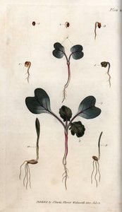 Klíčení semen ředkve, pšenice obecné a ječmene. Barevná mědirytina, ilustrace Sydenham Edwards (1768-1819) pro Conference of Botanical, Botanická zahrada Lambeth (Anglie) od Sydenham Teast Edwards