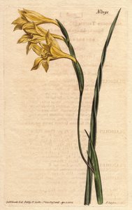Glaieul má žluté květy v epis a listy ve tvaru meče. Žlutě květovaná, hranatá kukuřičná vlajka. Gladiolus tristis. Ručně kolorovaná mědirytina z botanické ilustrace Sydenhama Edwardse z „”” Botanical Magazine”” Williama Curtise 1790-1 od Sydenham Teast Edwards