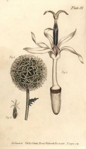 Bodlák zeměkoule, Echinops sphaerocephalus, Polygamia segregata, květ 1, a jednoduchý kvítek 2,3. Ručně kolorovaná mědirytina F. Sansoma z botanické ilustrace Sydenhama Edwardse pro přednášky Williama Curtise o botanice, jak byly dodány v Botanu od Sydenham Teast Edwards