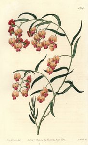 Dillwynia glycinlistá, Dillwynia glycinifolia. Ručně kolorovaná mědirytina od S. Wattse podle ilustrace slečny Sarah Drakeové z botanického registru Sydenhama Edwardse, Ridgeway, Londýn od Sydenham Teast Edwards