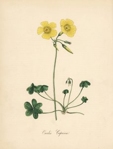 Šťovík kozonohý, Oxalis caprina. Převzato z ilustrace Sydenhama Edwardse v „Botanical Magazine“ Williama Curtise.“ Ručně kolorovaný zinkograf od C. Chabota nakreslený slečnou M. A. Burnett z jejího „“ Plantae Utiliores: or Illustrations of Useful Pl od Sydenham Teast Edwards