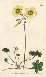 Kozí noha - Šťovík kozonohý, Oxalis caprina. Ručně kolorovaná mědirytina od Sansom podle ilustrace Sydenhama Edwardse rom William Curtis