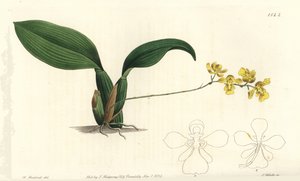 Orchidej Gomesa cornigera (rohatý oncidium, Oncidium cornigerum). Ručně kolorovaná mědirytina S. Wattse podle ilustrace Williama Herberta z Sydenham Edwards