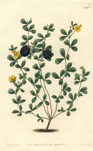 Gompholobium variete (endemická luštěninová odrůda do Austrálie) - Gompholobium tlustokrajné, Gompholobium marginatum. Ručně kolorovaná mědirytina S. Wattse podle ilustrace J.T. Hart z botanického registru Sydenhama Edwardse, Ridgeway, Londýn od Sydenham Teast Edwards