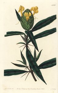 Grassgrass tac tac - Barleria chmelová, Barleria lupulina. Ručně kolorovaná mědirytina od S. Wattse podle ilustrace Sarah Drake z botanického registru Sydenhama Edwardse, Ridgeway, Londýn od Sydenham Teast Edwards