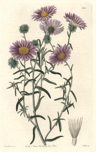 Aster šedá, původem z Kalifornie - S. Watts Strong Voda z ilustrace Sarah Anne Drake (1803-1857), z Botanical Register od Sydenham Teast Edwards