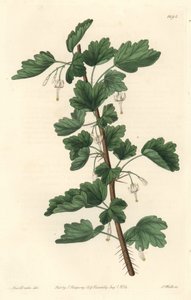 Groseillier, původem ze Severní Ameriky - Silná voda od S. Wattse z ilustrace Sarah Anne Drake (1803-1857), z Botanického rejstříku od Sydenham Teast Edwards