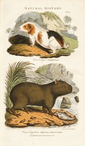 Morče a kapybara od Sydenham Teast Edwards