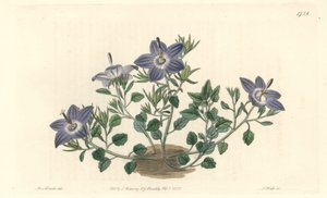 Zvonek chlupatý, původem z Itálie - Silná voda od S. Wattse z ilustrace Sarah Anne Drake (1803-1857), z Botanického rejstříku od Sydenham Teast Edwards