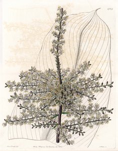 Havajská vřetena nebo rákos z Indie - deska vyrytá S. Wattsem, z ilustrace Sarah Anne Drake (1803-1857), z Botanického registru Sydenham Edwards (1768-1819), Anglie od Sydenham Teast Edwards
