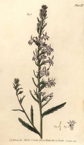 Lobelie vřesovištní, Lobelia urens, Polygamia monogamia. Ručně kolorovaná mědirytina F. Sansoma botanické ilustrace Sydenhama Edwardse pro přednášky Williama Curtise o botanice, které byly dodány v Botanické zahradě v Lambeth od Sydenham Teast Edwards