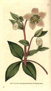 Čemeřice (ellebore) lividní nebo černá - Lividní nebo nachová čemeřice, Helleborus lividus. Ručně kolorovaná mědirytina podle botanické ilustrace Jamese Sowerbyho z The Botanical Magazine Williama Curtise, Lambeth Marsh, Londýn od Sydenham Teast Edwards