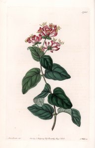 Herb variete - Talíř vyrytý S.Wattsem, z ilustrace Sarah Anne Drake (1803-1857), z Botanického registru Sydenham Edwards (1768-1819), Anglie od Sydenham Teast Edwards