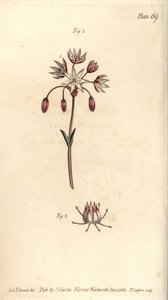 Hermafroditní květ se sedmi pestíky, Heptagynia, Septas capensis. Ručně kolorovaná mědirytina F. Sansoma botanické ilustrace Sydenhama Edwardse pro přednášky Williama Curtise o botanice, které byly dodány v Botanické zahradě v Lambeth od Sydenham Teast Edwards
