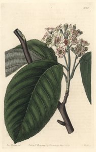 Himalayan Mountain ash - S. Watts Strong Water z ilustrace Sarah Anne Drake (1803-1857), z botanického registru od Sydenham Teast Edwards