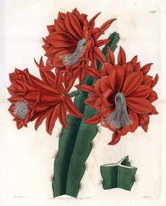 Hybrid Disocactus (cactus orchidee) - deska vyrytá S. Wattsem, z ilustrace Sarah Anne Drake (1803-1857), z Botanického registru Sydenham Edwards (1768-1819), Anglie od Sydenham Teast Edwards