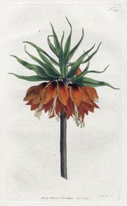 Imperial Fritillary nebo Imperial Crown - Litografie Sydenhama Edwardse (1768-1819), deska z botanického časopisu Williama Curtise (1746-1799) od Sydenham Teast Edwards