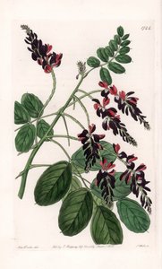 Indigofera Variete - Talíř vyrytý S. Wattsem, z ilustrace Sarah Anne Drake (1803-1857), z Botanického registru Sydenham Edwards (1768-1819), Anglie od Sydenham Teast Edwards