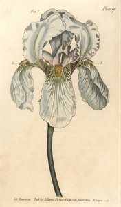 Iris florentina, Iris germanica nothovar. Ručně kolorovaná mědirytina F. Sansoma botanické ilustrace Sydenhama Edwardse pro přednášky Williama Curtise o botanice, které byly dodány v Botanické zahradě v Lambeth od Sydenham Teast Edwards