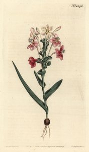 Lapeirousia pyramidalis (lapeyrousia listnatá, Lapeyrousia fissifolia). Ručně kolorovaná mědirytina od F. Sansom Jr. podle ilustrace Sydenhama Edwardse z William Curtis