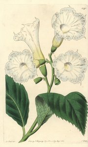 Cordia velkokvětá - cordia velkokvětá, Cordia grandiflora. Ručně kolorovaná mědirytina S. Wattse podle ilustrace M. Harta z Sydenham Edwards