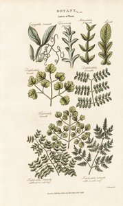 Formy a uspořádání listů od Sydenham Teast Edwards