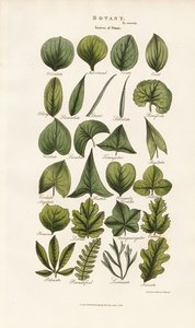 Formy listů v botanické morfologii od Sydenham Teast Edwards