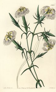 Hvozdík libanonský (ohrožený druh) - Růžový hvozdík libanonský, Dianthus libanotis. Ohrožený druh. Ručně kolorovaná mědirytina od S. Wattse podle ilustrace slečny Sarah Drakeové ze Sydenham Edwards