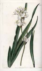 Libertia, endemický v Chile - vyryl S. Watts, z ilustrace Sarah Anne Drake (1803-1857), z Botanického registru Sydenham Edwards (1768-1819), Anglie od Sydenham Teast Edwards