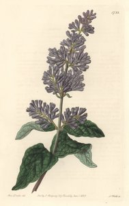 Lilac of Hungary - Silná voda od S. Wattse z ilustrace Sarah Anne Drake (1803-1857), z Botanického rejstříku od Sydenham Teast Edwards