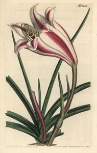 Lily Variete - lilie kapská, Crinum ornatum (Amaryllis ornata). Ručně kolorovaná mědirytina F. Sansom Jr. podle ilustrace Sydenhama Edwardse z William Curtis