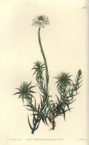 Dlouholistý sfenotom, Sphenotoma capitatum. Ručně kolorovaná mědirytina od S. Wattse podle ilustrace slečny Sarah Drakeové z botanického registru Sydenhama Edwardse, Ridgeway, Londýn od Sydenham Teast Edwards