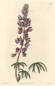 Lupina s úzkými listy - Silná voda od S. Wattse podle ilustrace Sarah Anne Drakeové (1803-1857), z Botanical Register od Sydenham Teast Edwards