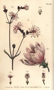 Sléz, Malva sylvestris, Monadelphia od Sydenham Teast Edwards
