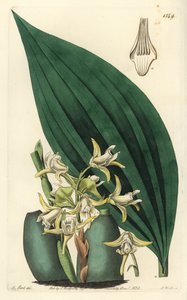 Orchidej Maxillaria palmifolia (bledě žlutá maxillaria, Maxillaria decolor). Ručně kolorovaná mědirytina S. Wattse podle ilustrace M. Harta z Sydenham Edwards