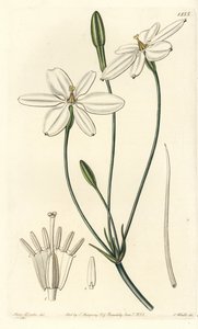 Mexican Star - mexická hvězda nebo sněhově bílá milla, Milla biflora. Ručně kolorovaná mědirytina od S. Wattse podle ilustrace slečny Sarah Drakeové z botanického registru Sydenhama Edwardse, Ridgeway, Londýn od Sydenham Teast Edwards