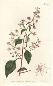 Komáří květ nebo mexická lopezia, Lopezia racemosa. Ručně kolorovaná mědirytina od Sansom podle ilustrace Sydenhama Edwardse z William Curtis