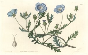 Namophile maculee, původem z Kalifornie - Water forte od S. Wattse z ilustrace Sarah Anne Drake (1803-1857), z Botanického rejstříku od Sydenham Teast Edwards