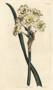 Narcissus a bouquet - Narcis trsovitý, Narcissus tazetta (Bělý zahradní narcis s bledou miskou; Narcissus orientalis) - Ručně kolorovaná mědirytina od F. Sansom Jr. podle ilustrace Sydenhama Edwardse z Botanical Magaz Williama Curtise od Sydenham Teast Edwards