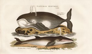 Velryby v severním Atlantiku od Sydenham Teast Edwards