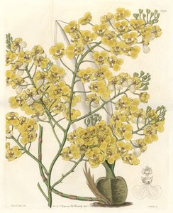 Orchidej (Oncidium ampliatum), se žlutými květy, původem z Nového Zélandu - Water forte od S. Wattse z ilustrace Sarah Anne Drake (1803-1857), z Botanického rejstříku od Sydenham Teast Edwards