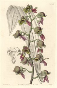 Orchid Catasetum, dvoubarevné květy, původem z Guyany - Water forte od S. Wattse z ilustrace Sarah Anne Drake (1803-1857), z Botanického rejstříku od Sydenham Teast Edwards