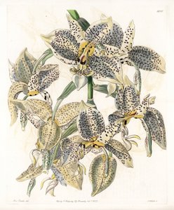 Orchid: odrůda Stanhopea, neotropická - deska vyrytá S. Wattsem, z ilustrace Sarah Anne Drake (1803-1857), z Botanického registru Sydenham Edwards (1768-1819), Anglie od Sydenham Teast Edwards