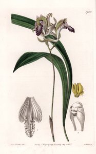 Orchid: Variety of Bletia of America - Talíř vyrytý S. Wattsem, z ilustrace Sarah Anne Drake (1803-1857), z Botanického registru Sydenham Edwards (1768-1819), Anglie od Sydenham Teast Edwards