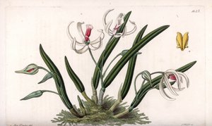 Orchidej: miniaturní odrůda leptotů - deska vyrytá S. Wattsem, z ilustrace Sarah Anne Drake (1803-1857), z Botanického registru Sydenham Edwards (1768-1819), Anglie od Sydenham Teast Edwards