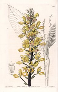 Orchid: varieta govenia - Talíř vyrytý S. Wattsem, z ilustrace Sarah Anne Drake (1803-1857), z Botanického registru Sydenham Edwards (1768-1819), Anglie od Sydenham Teast Edwards