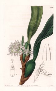 Orchidej: varieta maxillaria, původem z Jižní Ameriky - deska vyrytá S. Wattsem, z ilustrace Sarah Anne Drake (1803-1857), z Botanického registru Sydenham Edwards (1768-1819), Anglie od Sydenham Teast Edwards
