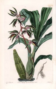 Orchidej: odrůda catasetum, zvaná vousatá - Deska vyrytá S. Wattsem, z ilustrace Sarah Anne Drake (1803-1857), z Botanického registru Sydenham Edwards (1768-1819), Anglie od Sydenham Teast Edwards