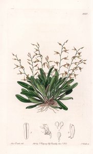 Orchid: variety of epidendre - Talíř vyrytý S. Wattsem, z ilustrace Sarah Anne Drake (1803-1857), z Botanického registru Sydenham Edwards (1768-1819), Anglie od Sydenham Teast Edwards
